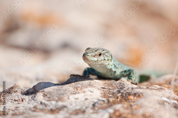 Obraz Formentera lizard