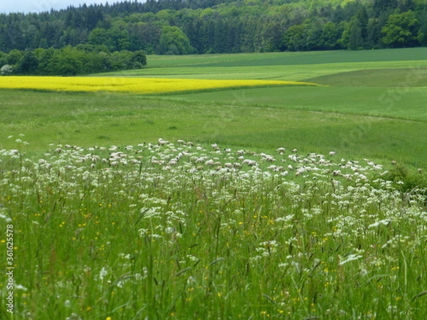 Obraz Versteckte Schafe finden