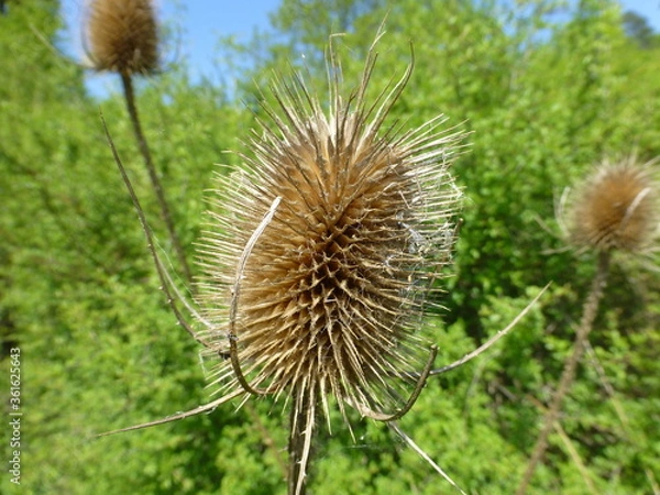 Obraz vertrocknete Distel