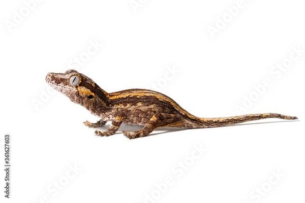 Obraz Gargoyle gecko isolated on a white background