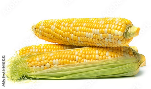 Fototapeta sweet and juicy corn on the cob on a white background