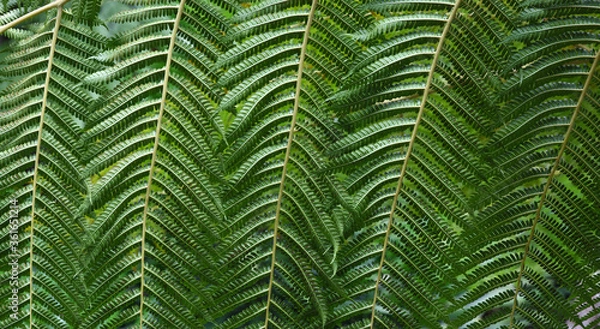 Fototapeta Giant Green Fern Leaf Close up Background 