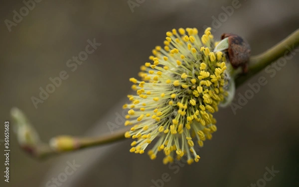 Obraz Yellow catkin