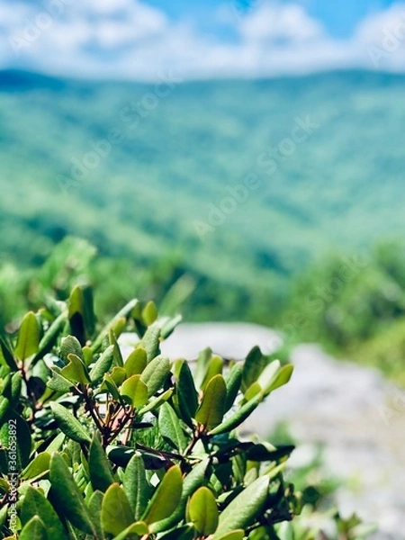 Obraz flowers in the mountains