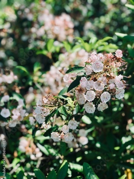 Obraz pink cherry blossom