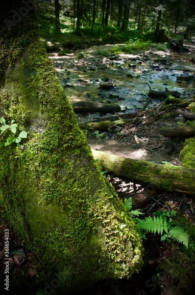 Obraz path in the forest