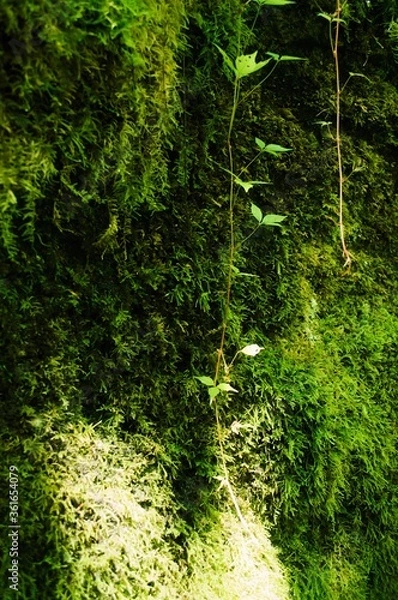 Obraz green forest background