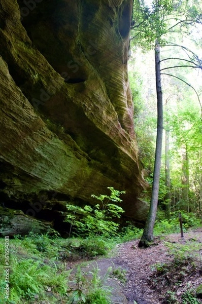 Obraz rocks in the woods