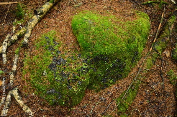 Obraz moss on the stone