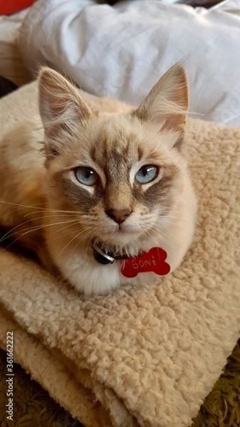 Obraz cat lying on the bed