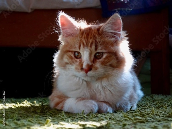 Obraz Kitty looking down