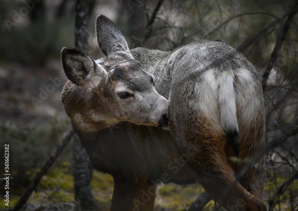 Fototapeta White-tailed deer (Odocoileus virginianus) in spring time, Canada