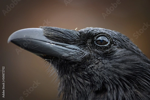 Obraz The Raven (Corvus corax), Canada