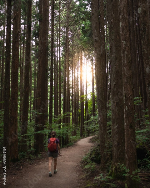 Fototapeta Woman walking on a path through the woods, towards the sun light. Dense forest with high tall trees. Woman wearing backpack and trekking boots. Nakasendo trail between Magome and Tsumago, Japan