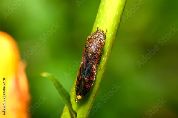 Fototapeta glassy-winged sharpshooter - Homalodisca vitripennis – (formerly H. coagulata)
