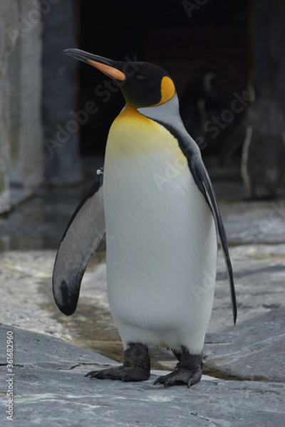 Obraz 旭山動物園　ペンギン