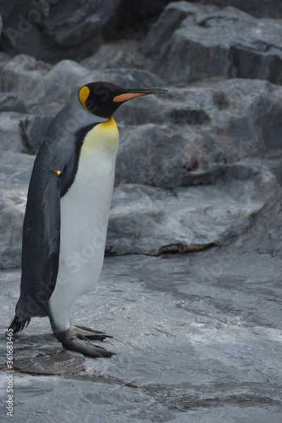 Fototapeta 旭山動物園　ペンギン