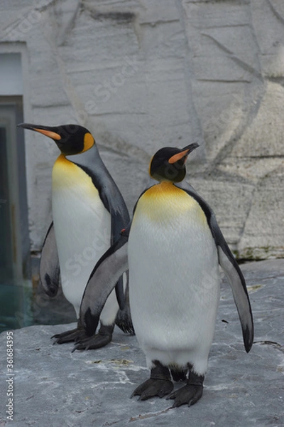 Obraz 旭山動物園　ペンギン