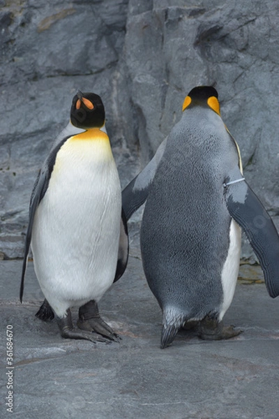 Obraz 旭山動物園　ペンギン