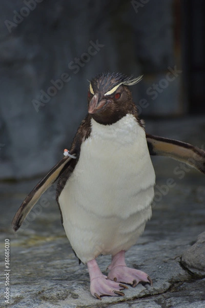 Obraz 旭山動物園　ペンギン