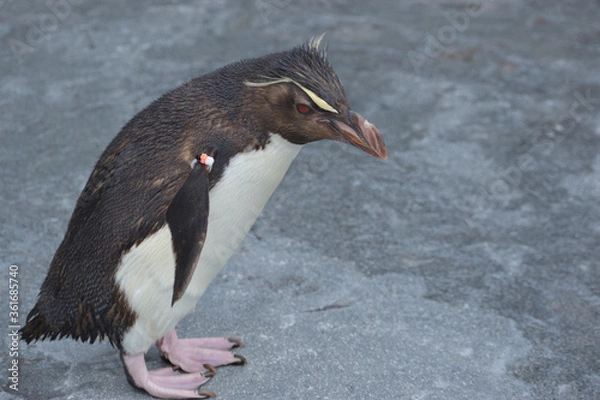 Obraz 旭山動物園　ペンギン