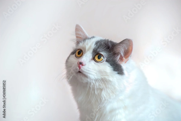 Obraz portrait of a large white fluffy cat that looks somewhere with a sad look