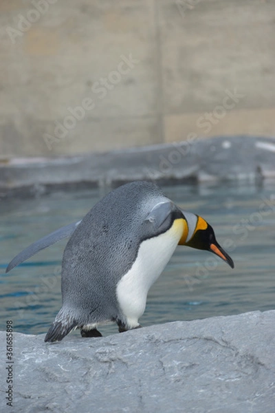 Obraz 旭山動物園　ペンギン