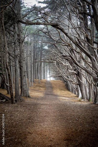 Obraz Tree Tunnel