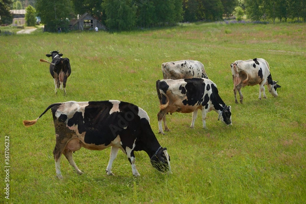 Fototapeta A herd of cows on a summer green field