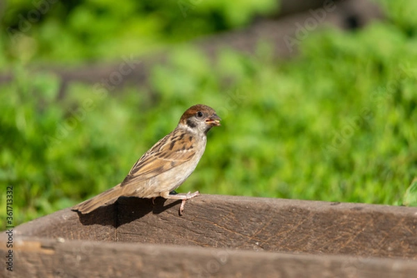 Fototapeta Sparrow on the tree.