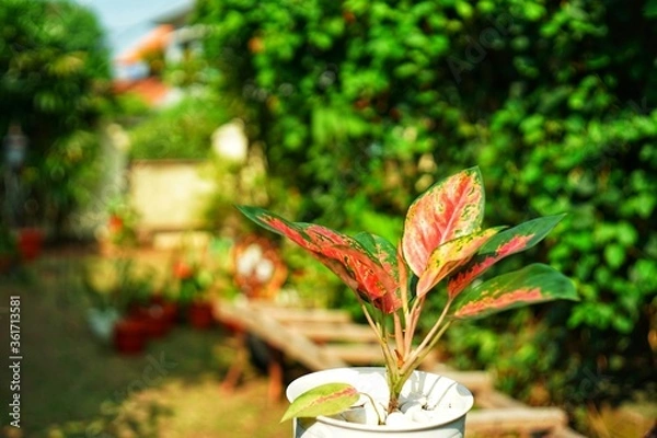 Obraz adenium commutatum in a house garden 