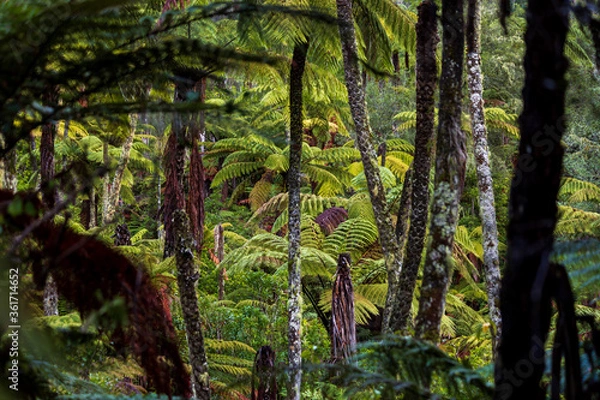 Obraz Tall fern trees