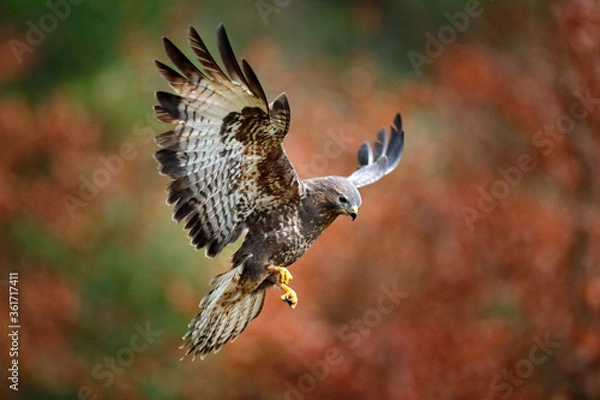 Obraz Jesienna przyroda, ptak drapieżny Myszołów, Buteo buteo, lot na gałęzi drzewa iglastego świerkowego. Scena przyrody z natury. Lądowanie na świerku. Myszołów lata w lesie.