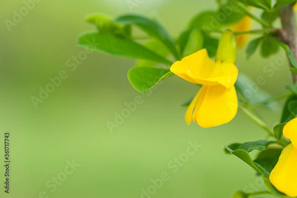 Fototapeta Delicate green natural background - acacia flowers on a blurred green background. Close-up, selective focus.
