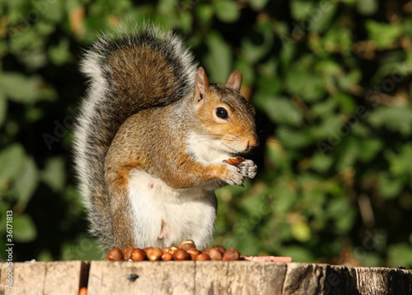 Fototapeta Grey Squirrel eating Hazelnuts