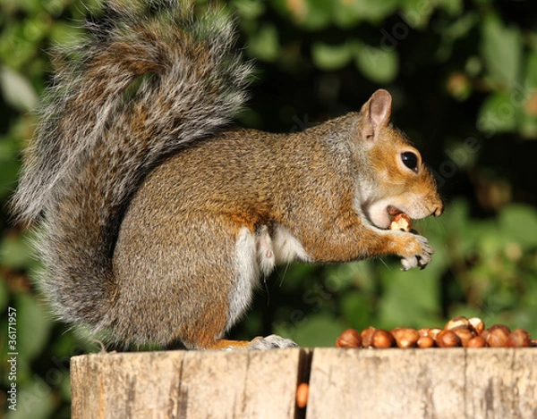 Fototapeta Grey Squirrel eating Hazelnuts