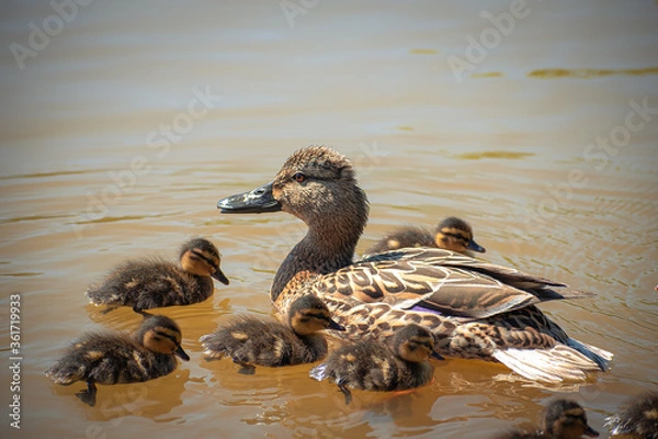 Obraz A duck with its ducklings swims in the pond