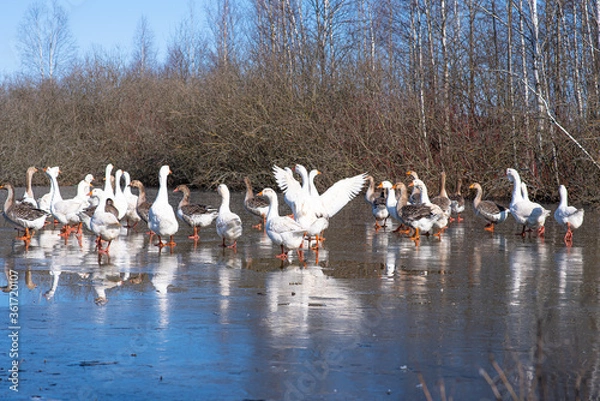 Obraz The first Sunny day of spring and the geese went out to bask in the sun