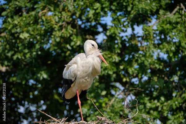 Fototapeta A stork stands in its nest on one leg, fresh green leafs and a blue sky in background. copy-space