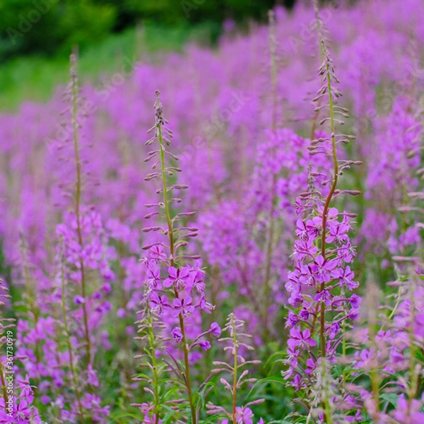 Obraz Fireweed or Rosebay Willowherb.