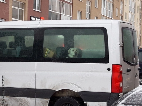 Fototapeta A dog missing in the car