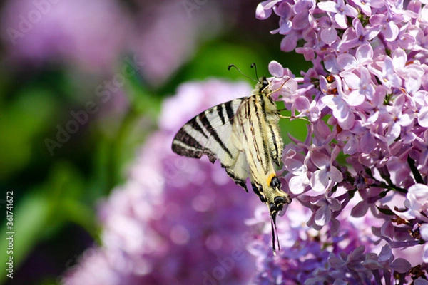 Obraz Butterfly pollination in spring time
