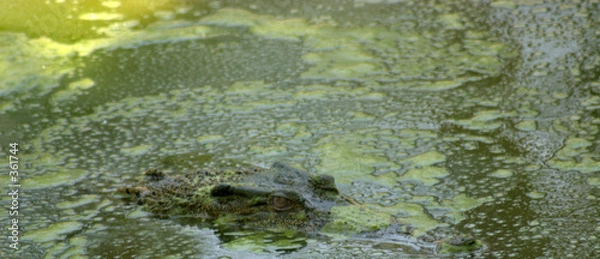 Fototapeta camouflaged