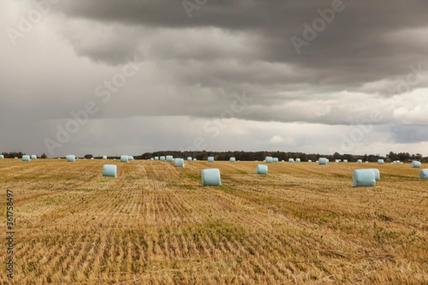 Fototapeta Landscape with hay bales in plastic wrap on autumn field