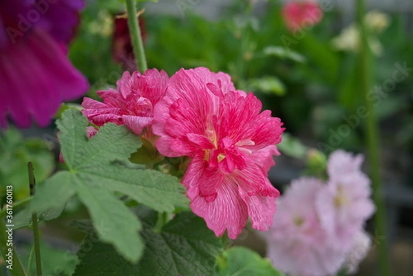 Obraz ピンクの花びらのタチアオイ
