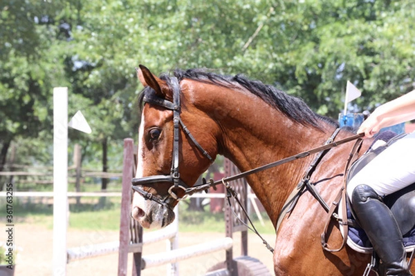 Fototapeta Head of a jumper horse against natural background of contest
