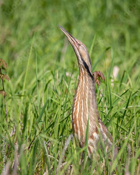 Fototapeta american bittern