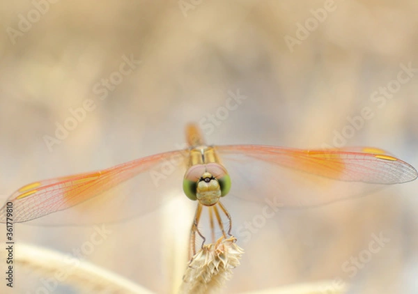 Obraz dragonfly close up
