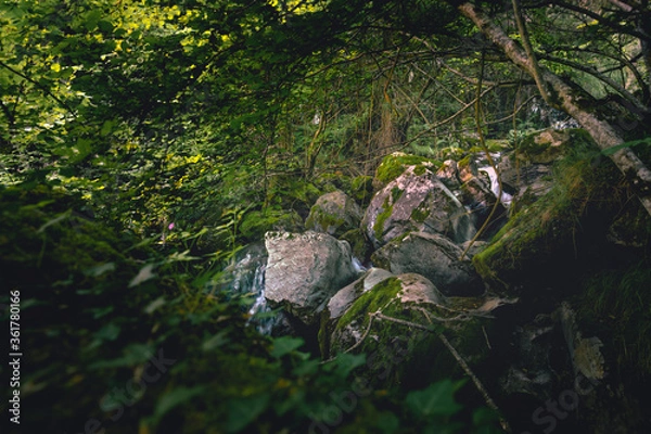 Obraz Mágico rincón en un bosque de hayas con un pequeño río entre rocas en el centro del plano 