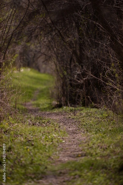 Obraz footpath trough the leafless forest during spring season